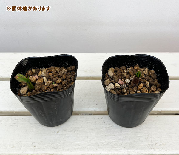 ミズバショウ（水芭蕉）3.5号ポット