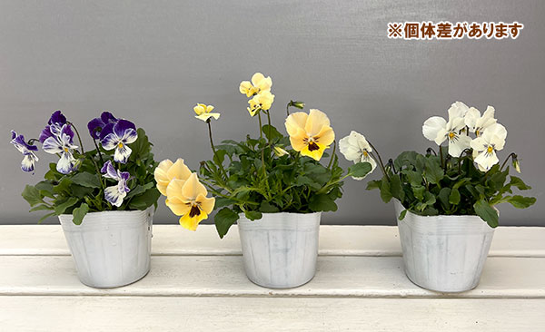 ビオラ:ロカハーツ ネオベルトロニー3.5号ポット