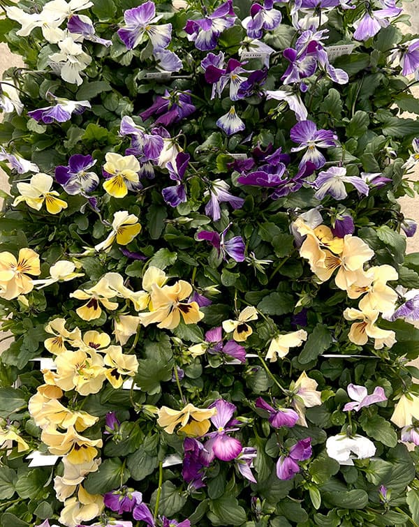 ビオラ:ロカハーツ ネオベルトロニー3.5号ポット