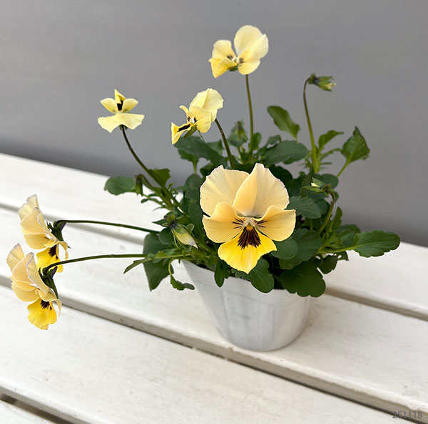 ビオラ:ロカハーツ ネオベルトロニー3.5号ポット