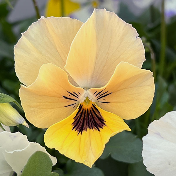 ビオラ:ロカハーツ ネオベルトロニー3.5号ポット