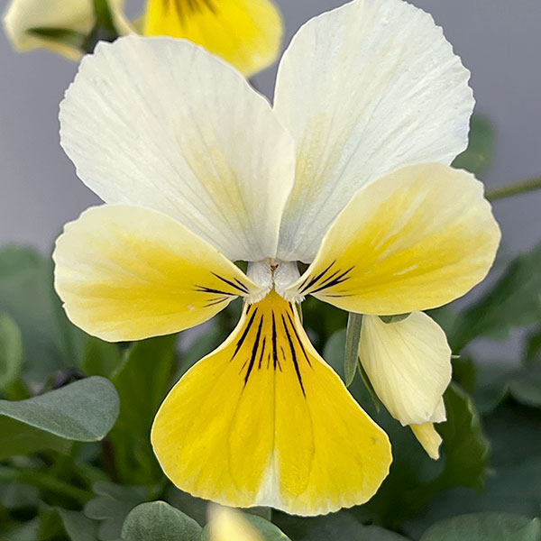 ビオラ:ロカハーツ ネオベルトロニー3.5号ポット