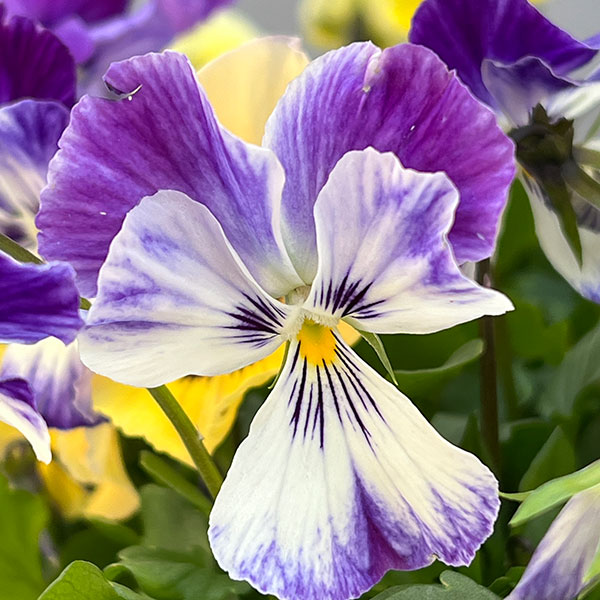 ビオラ:ロカハーツ ネオベルトロニー3.5号ポット