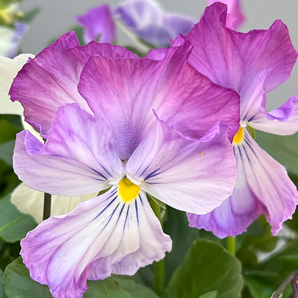 ビオラ:ロカハーツ ネオベルトロニー3.5号ポット