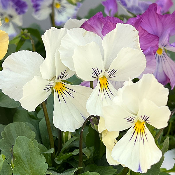 ビオラ:ロカハーツ ネオベルトロニー3.5号ポット