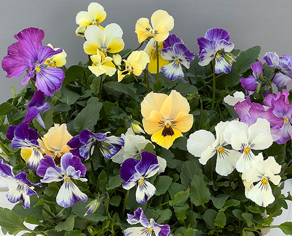 ビオラ:ロカハーツ ネオベルトロニー3.5号ポット