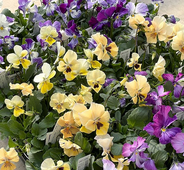 ビオラ:ロカハーツ ネオベルトロニー3.5号ポット