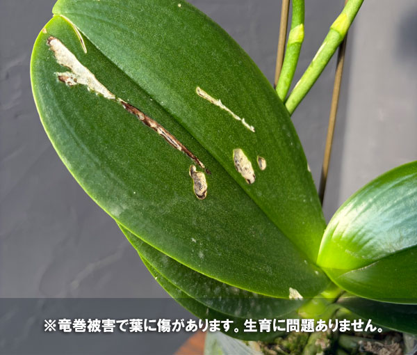 ファレノプシス:アマビリス 3.5号ポット