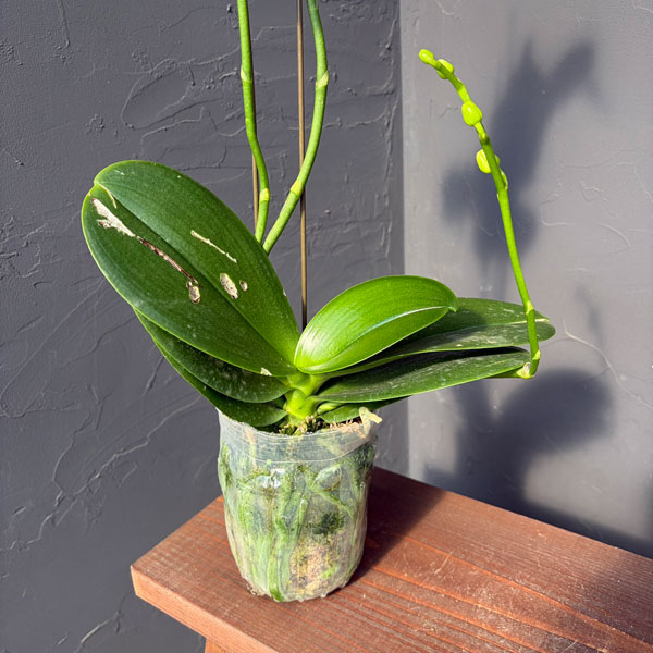 ファレノプシス:アマビリス 3.5号ポット