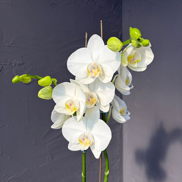 ファレノプシス:アマビリス 3.5号ポット