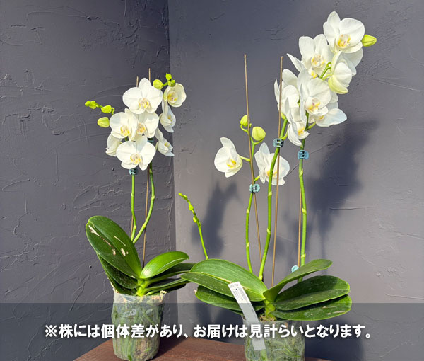 ファレノプシス:アマビリス 3.5号ポット