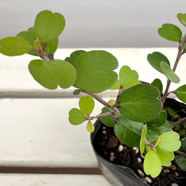 ミルシネ：アクイロニア3号ポット