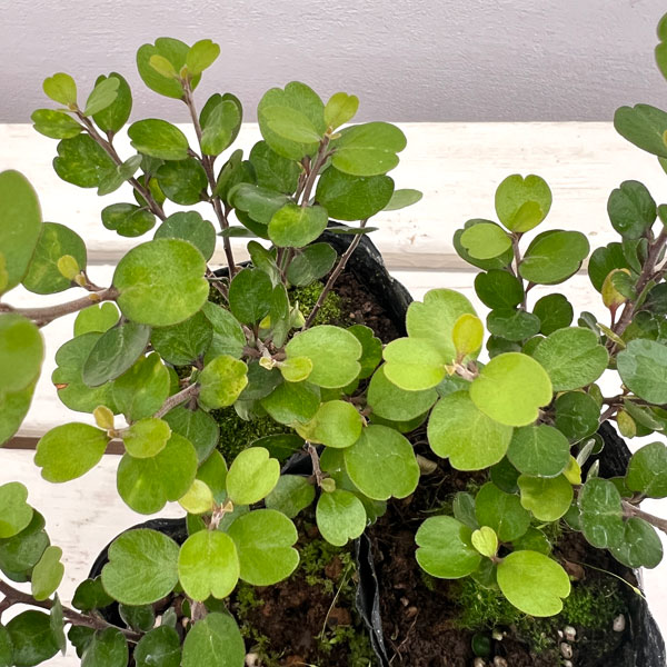 ミルシネ：アクイロニア3号ポット