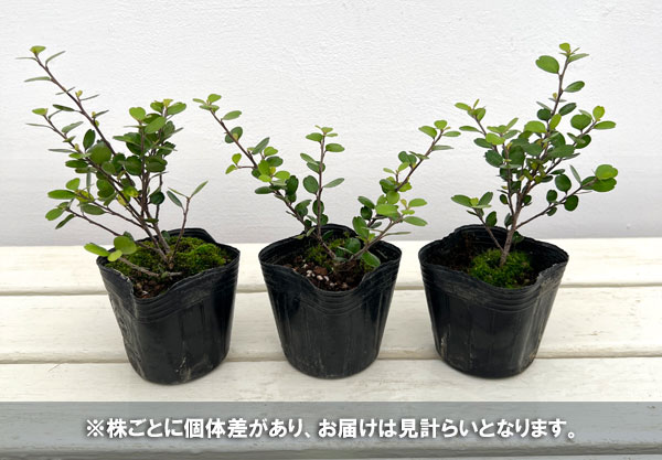 ミルシネ：アクイロニア3号ポット