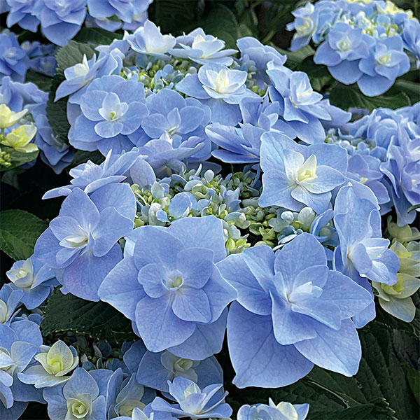 アジサイ：風神（フウジン）3号ポット