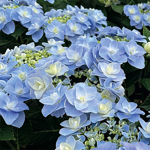 アジサイ：風神（フウジン）3号ポット