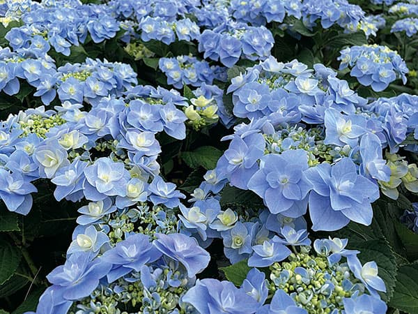 アジサイ：風神（フウジン）3号ポット