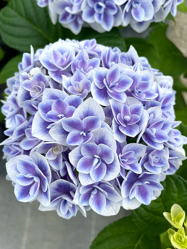 アジサイ:麟鳳亀竜(リンポウキリュウ)3号ポット