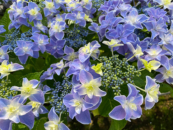 アジサイ：龍翔鳳舞（リュウショウホウブ）3号ポット