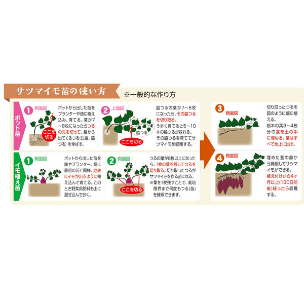 [26年4月下旬予約]サツマイモ苗：栗かぐや(R)3号ポット(PVP)