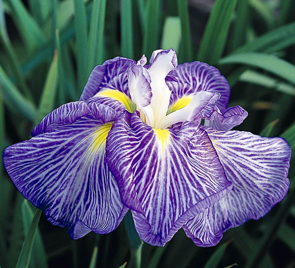 ハナショウブ（花菖蒲）：新浜扇（シンハマオウギ）3号ポット