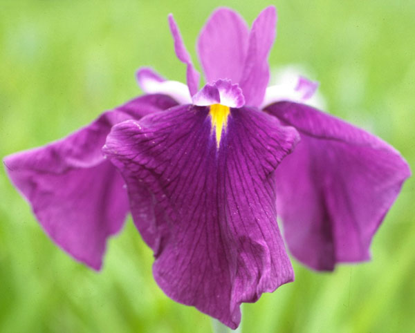 ハナショウブ(花菖蒲):揚羽(アゲハ)3号ポット