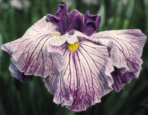 ハナショウブ（花菖蒲）：壮周の夢（ソウシュウノユメ）3号ポット