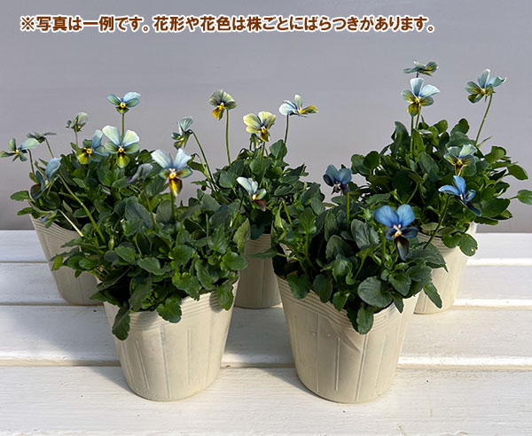 【お1人様1ポット】ビオラ:すみれ図鑑3.5号ポット