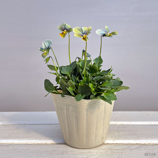 【お1人様1ポット】ビオラ:すみれ図鑑3.5号ポット