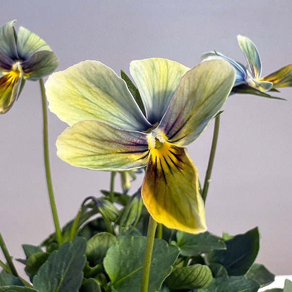 【お1人様1ポット】ビオラ:すみれ図鑑3.5号ポット