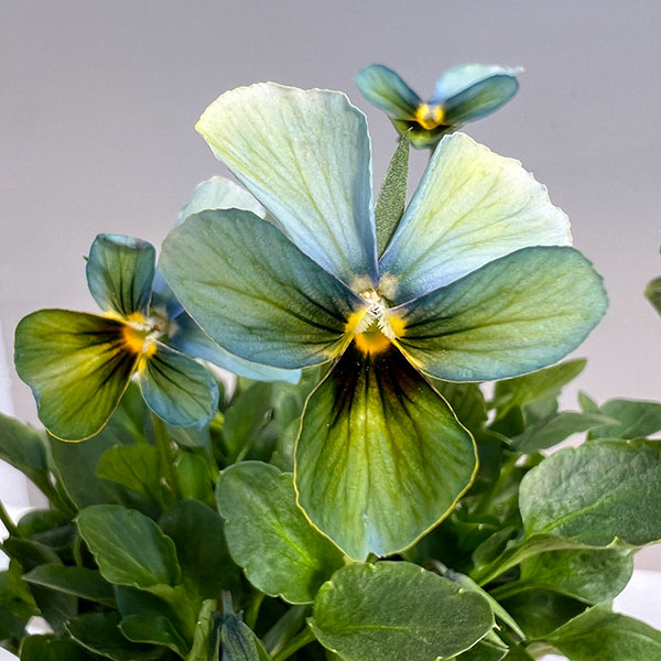 【お1人様1ポット】ビオラ:すみれ図鑑3.5号ポット