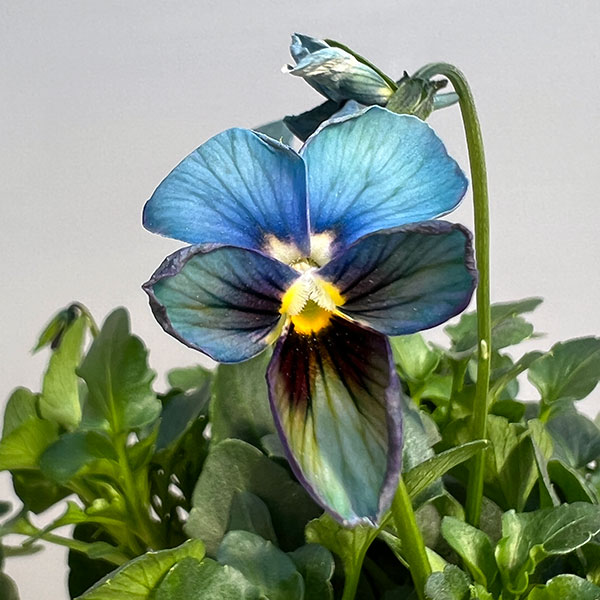 【お1人様1ポット】ビオラ:すみれ図鑑3.5号ポット