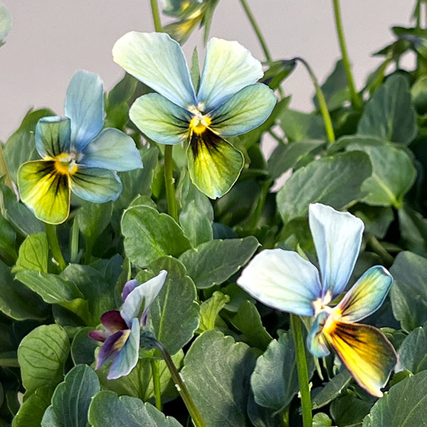 【お1人様1ポット】ビオラ:すみれ図鑑3.5号ポット