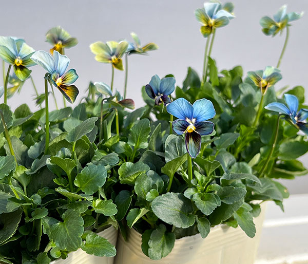 【お1人様1ポット】ビオラ:すみれ図鑑3.5号ポット