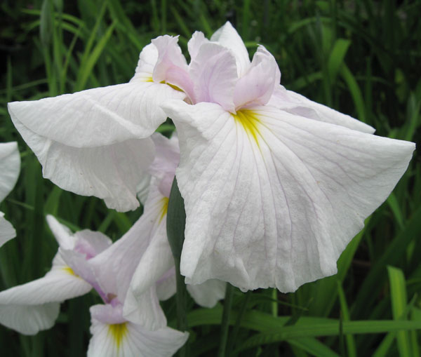 ハナショウブ(花菖蒲):夏待姫(ナツマチヒメ)3号ポット