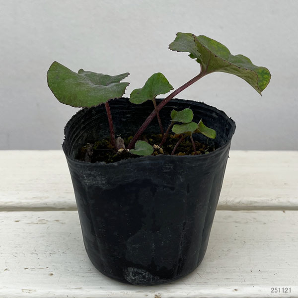 ふき（蕗・ふきのとう）：赤花フキ3号ポット