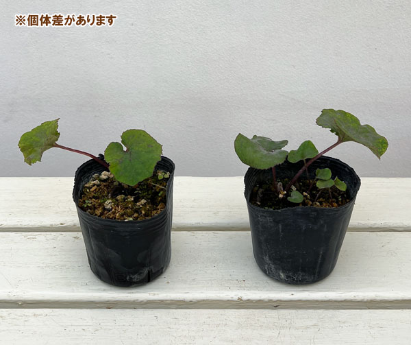 ふき（蕗・ふきのとう）：赤花フキ3号ポット