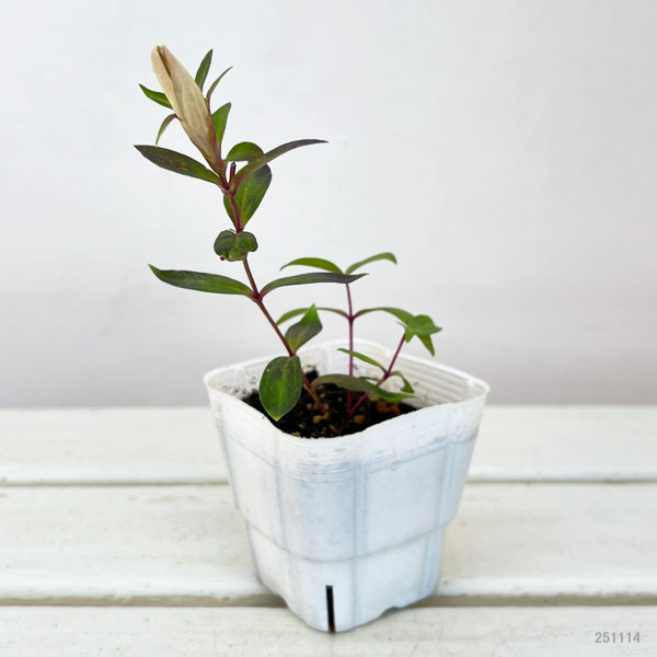 高性リンドウ:白花3号ロングポット