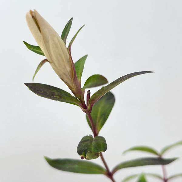 高性リンドウ:白花3号ロングポット