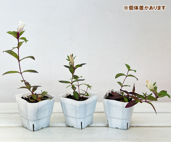 高性リンドウ:白花3号ロングポット