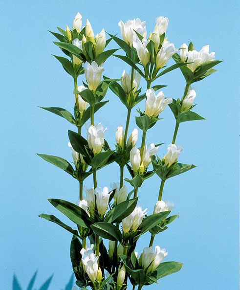 高性リンドウ:白花3号ロングポット