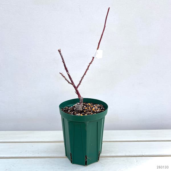 ハイブリッドティー：ゴールデンシャトー接木苗4号ロングポット(バラ)