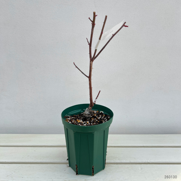 ハイブリッドティー：モダンタイムズ接木苗4号ロングポット(バラ)