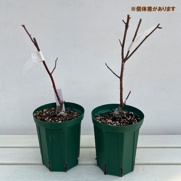 ハイブリッドティー：モダンタイムズ接木苗4号ロングポット(バラ)