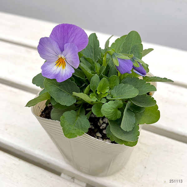ビオラ:ももか ふらのももか3-3.5号ポット