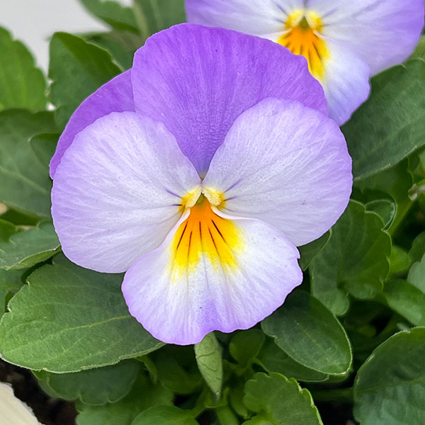 ビオラ:ももか ふらのももか3-3.5号ポット