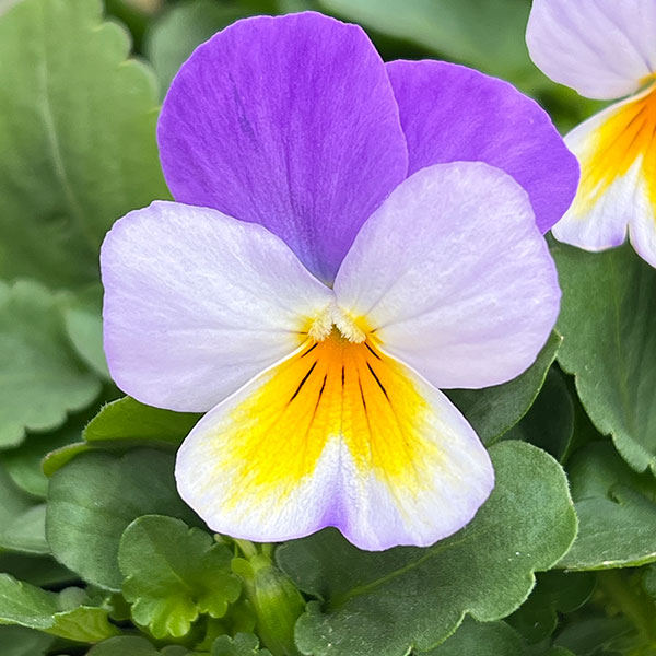 ビオラ:ももか ふらのももか3-3.5号ポット