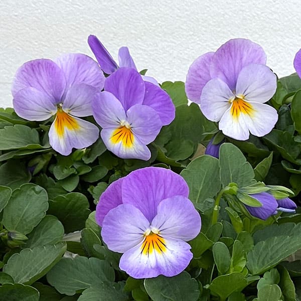 ビオラ:ももか ふらのももか3-3.5号ポット