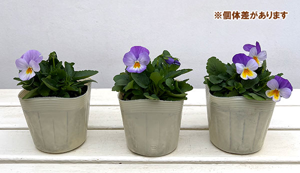 ビオラ:ももか ふらのももか3-3.5号ポット