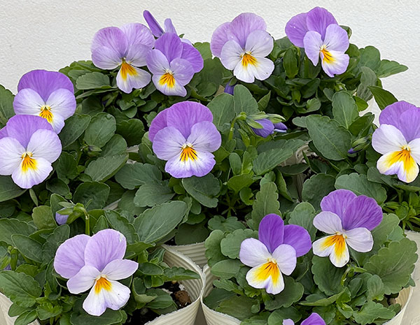 ビオラ:ももか ふらのももか3-3.5号ポット